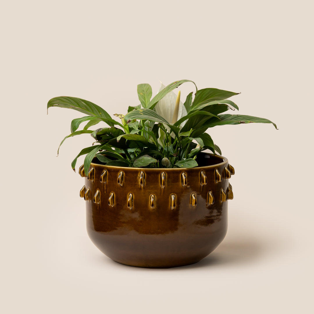 Brown Gaia Spike Planter - M