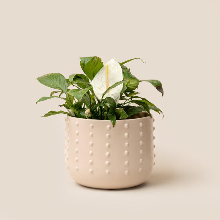 Ivory Gaia Dotted Planter - L