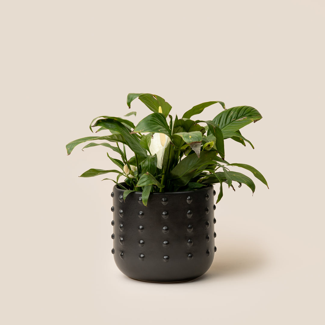 Black Gaia Dotted Planter - M