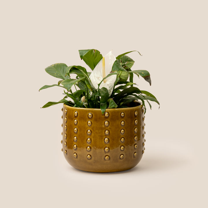 Brown Gaia Dotted Planter - L