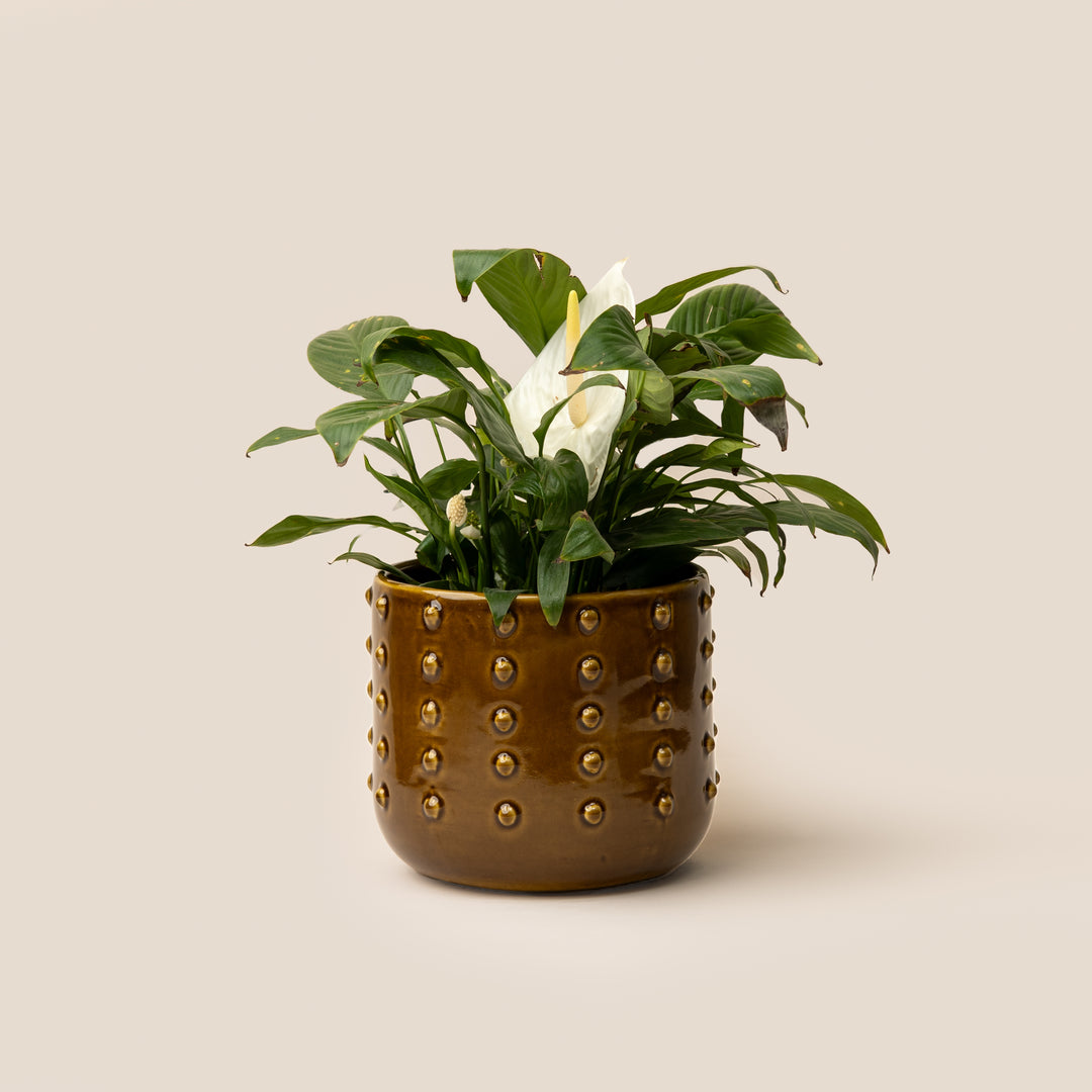 Brown Gaia Dotted Planter - M