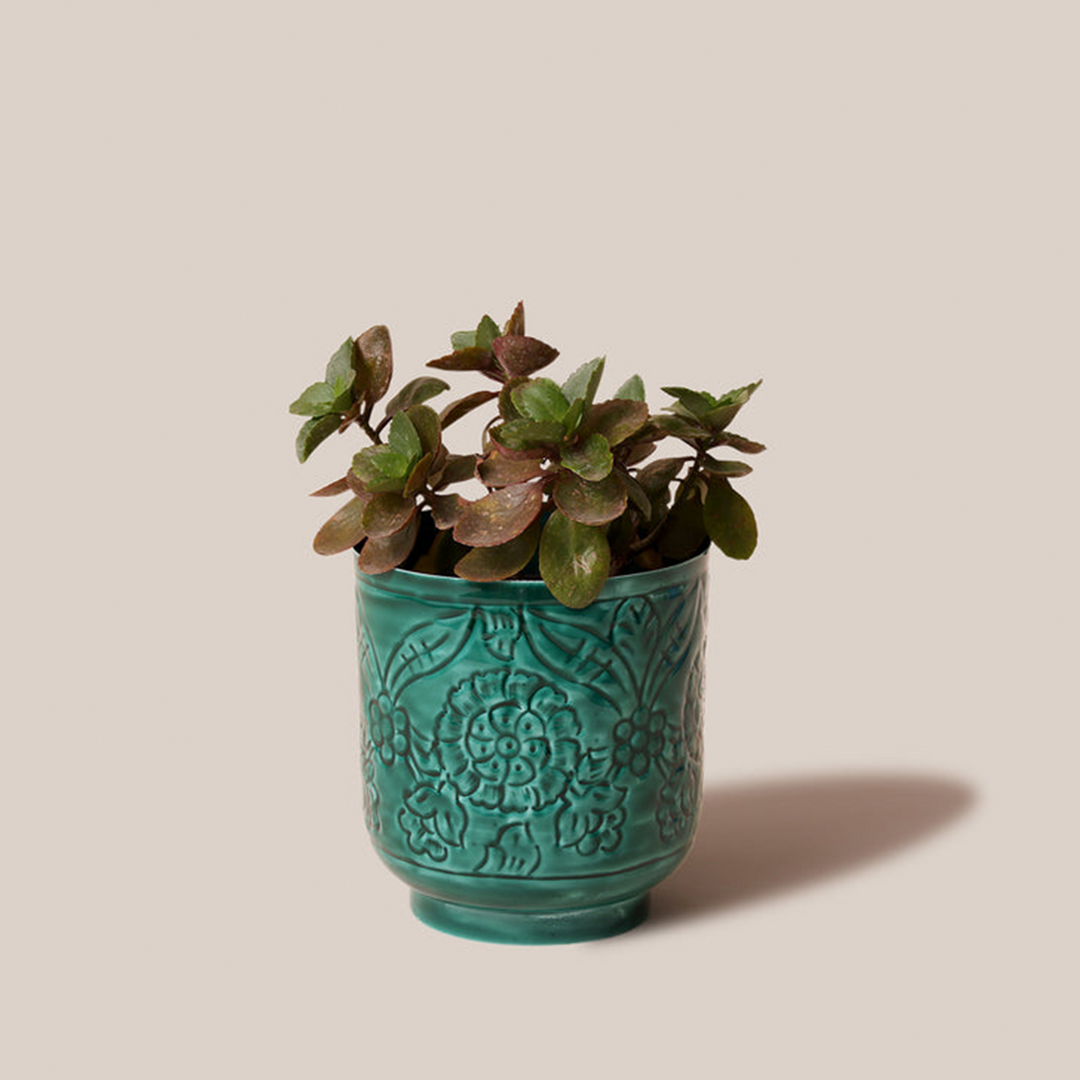 Amari Planters - Green